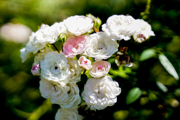 Obraz na płótnie Canvas Roses bloom in a flower garden