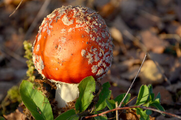 beautiful bright inedible mushroom fly agaric close up