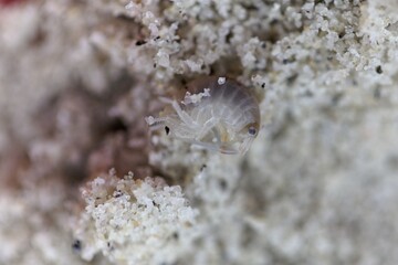 A sand hopper arthropod, Talitrus saltator