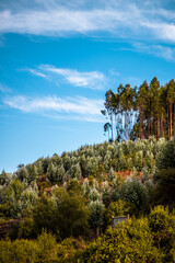 Fototapeta premium Tree Landscape