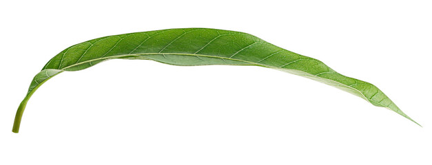 Mango leaf isolated on white background, clipping path, full depth of field