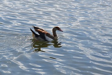 Gesi Egipskie na wodzie © Iwona