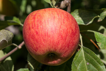 Fruit délicieux dans un verger