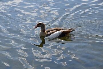 Gesi Egipskie na wodzie © Iwona