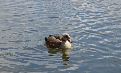 Gesi Egipskie na wodzie © Iwona