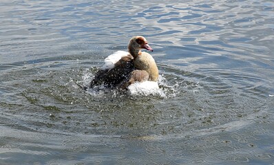 Gesi Egipskie na wodzie © Iwona