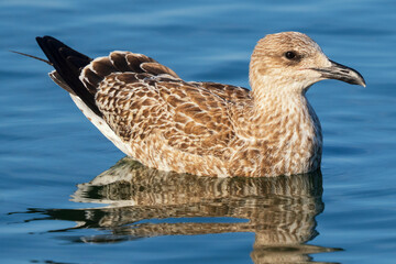 Yellow-legged Gull Larus michahellis Costa Ballena Cadiz