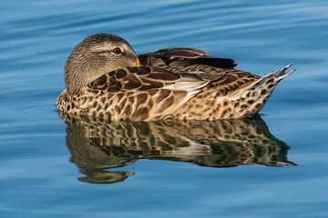 Mallard Anas platyrhynchos Costa Ballena Cadiz Spain