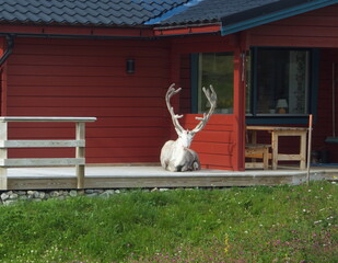 Reindeers Bruksvallarna