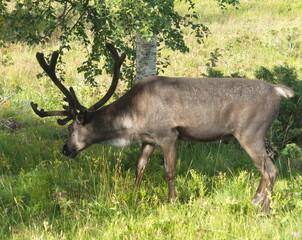 Reindeers Bruksvallarna
