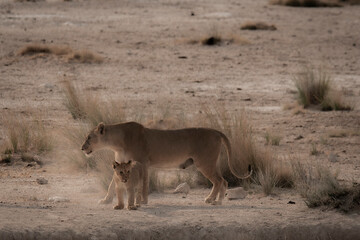 Fototapeta na wymiar Lioness protecting cub