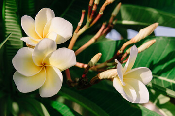 Plumeria flowers with green leaves and sunlight.