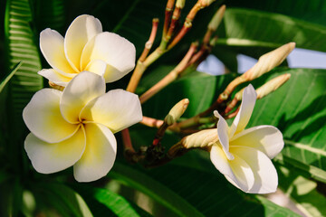 White flowers or frangipani flowers. Plumeria with leaves.