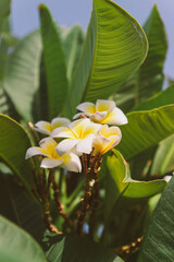 White flowers or frangipani flowers. Plumeria with leaves.