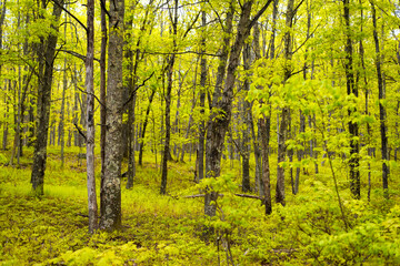 Springtime forest Pennsylvania
