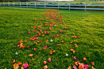 A rose petal path, a Metaphor for business or life, easy going, then an obstacle 