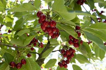 close up ciliegie di agricoltura biologica