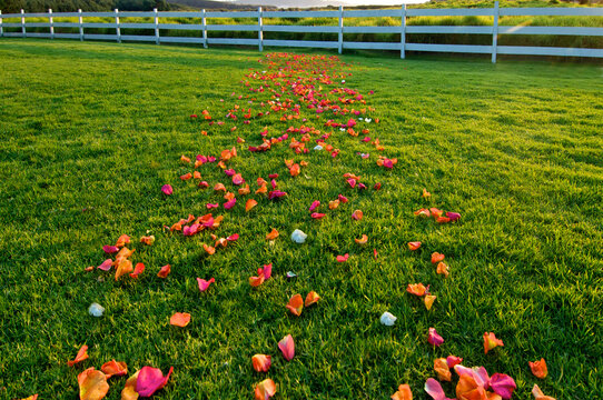 A rose petal path, a Metaphor for business or life, easy going, then an obstacle 