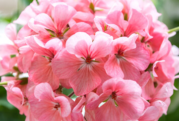 houseplant geranium. light pink flowers