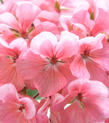 houseplant geranium. light pink flowers