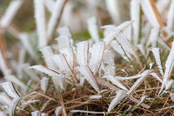 Brown old grass picturesquely  covered with white frost