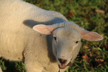 little beautiful lamb