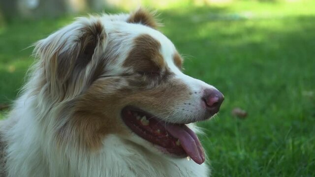 an happy panting dog that's hot