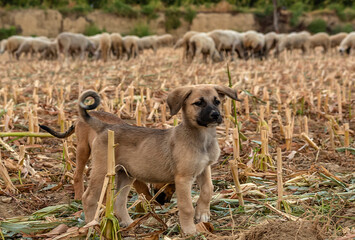 Sheep Herd, Shepherd and Shepherd Dogs