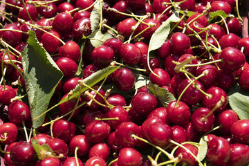 cesto di ciliegie appena raccolte