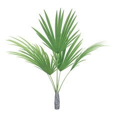 Nature object tree isolated  white  background