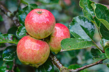 Fresh regional organic apples from Germany hang bright red on the apple tree. In Germany, the apple...