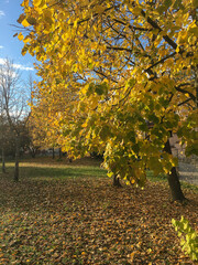 an empty park at autumn season with trees and yellow leaves
