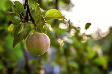 Perfect red green apple growing on tree in organic apple orchard. Autumn fall view on country style garden. Healthy food vegan vegetarian baby dieting concept. Local garden produce clean food