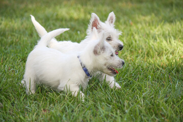 West Highland White Terrier Puppies