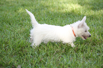 West Highland White Terrier Puppy