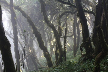La Gomera Garajonay NP