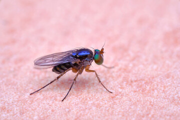 Diptera, Dolichopodidae long legged fly