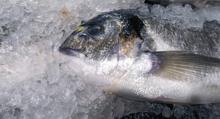 Dead ocean fish cooled in ice