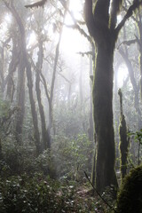 La Gomera Garajonay NP