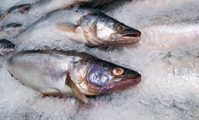 Dead ocean fish cooled in ice