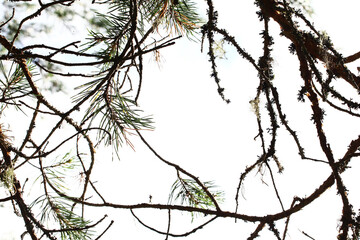 branch spruce pine trees on a white background