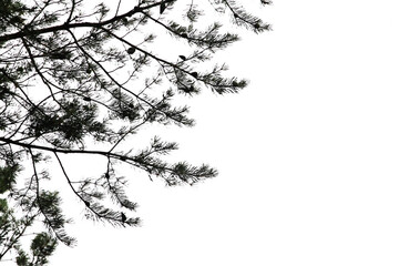 branch spruce pine trees on a white background