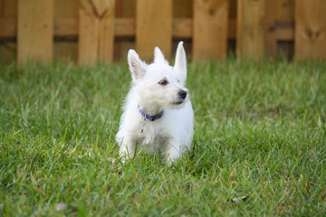 Naklejka na ściany i meble West Highland White Terrier Puppy