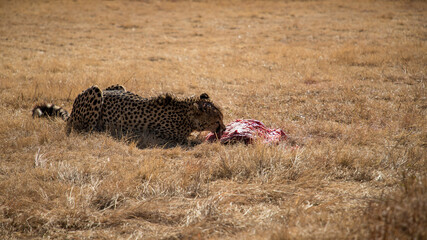 Cheetah eats meat carcass on the wild winter savannah of Africa. Wild animals in nature.