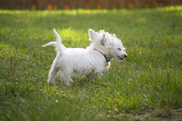West Highland White Terrier Puppies