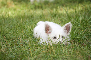 West Highland White Terrier Puppy
