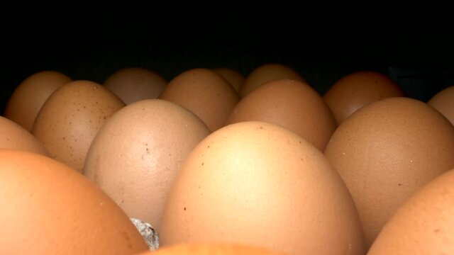 super close up. macro shot .set of brown chicken eggs in carton box