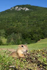 European ground squirrel moving on the meadow. Skillful squirrels. European wildlife nature. Squirrel near the burrow. Hungry squirrel eating near the burrow.