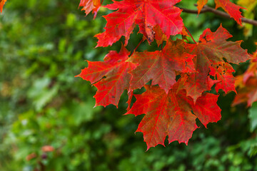 Closeup natural autumn fall view of red orange maple leaf glow in sun on blurred green background in garden or park. Inspirational nature october or september wallpaper. Change of seasons concept