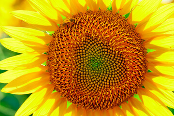 sunflower - bright field with yellow flowers, beautiful summer landscape